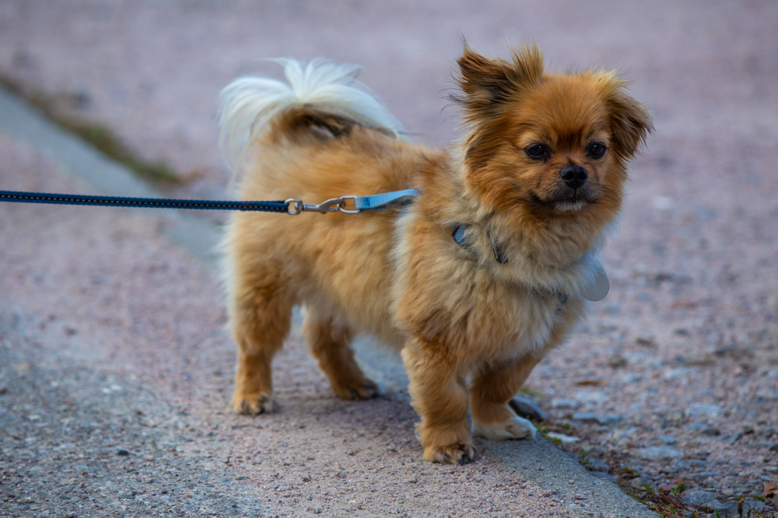 Cute small affenpinscher dog breed on a leash.