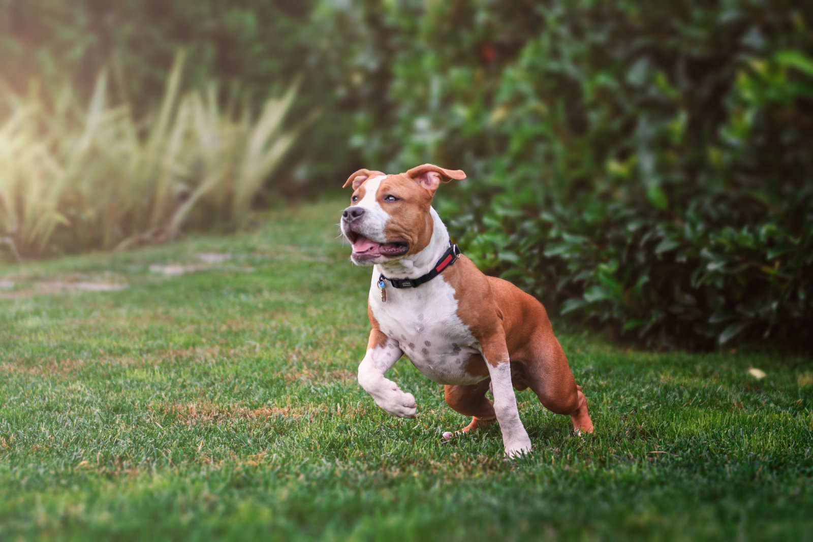 American Staffordshire Terrier playing