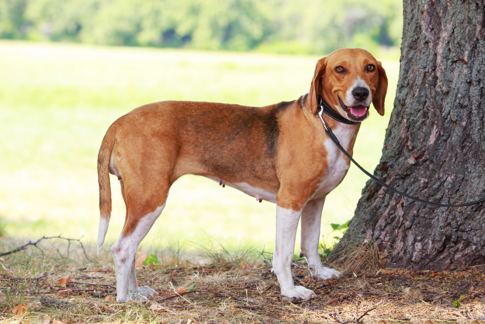 The dog breed American Foxhound