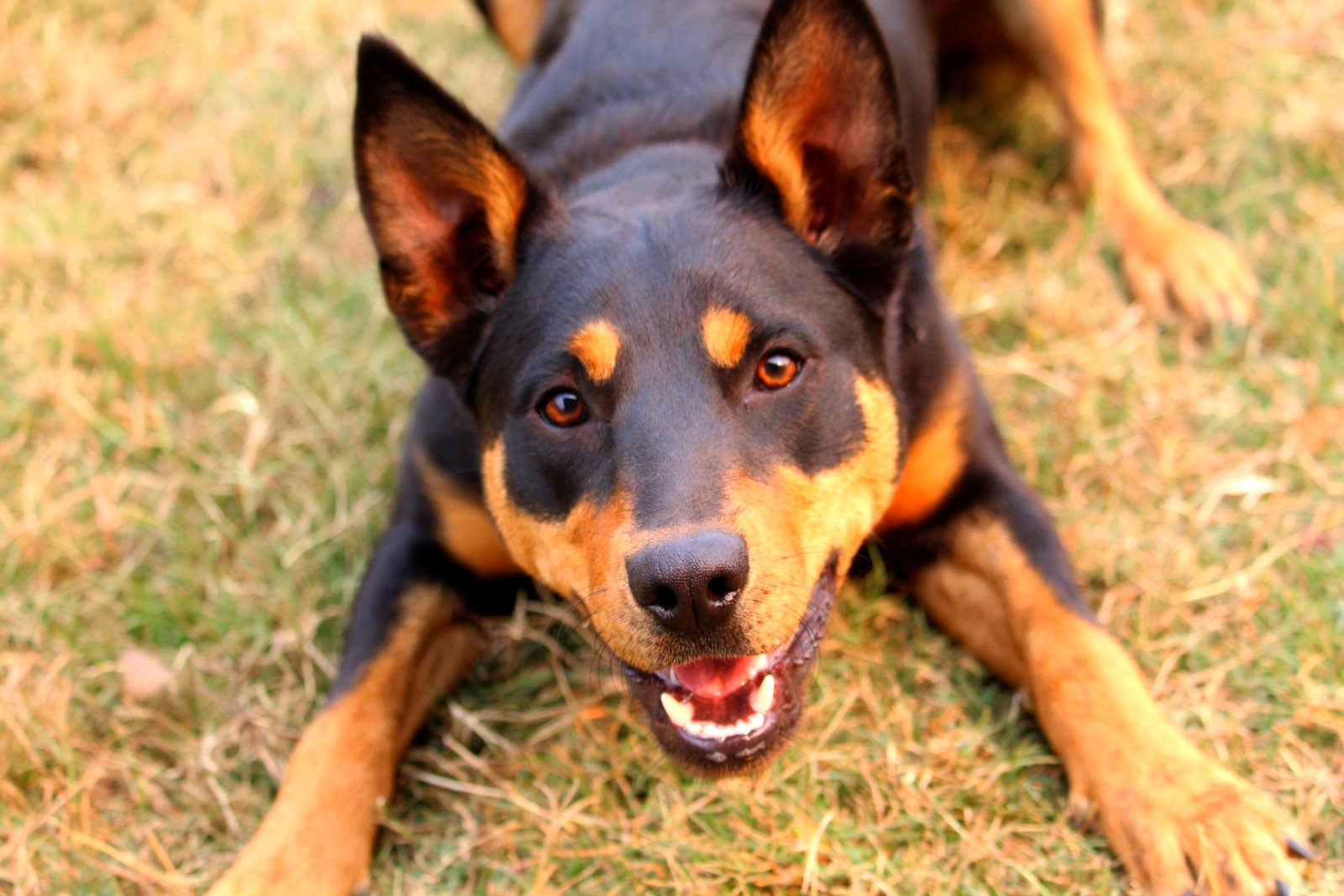 Australian kelpie