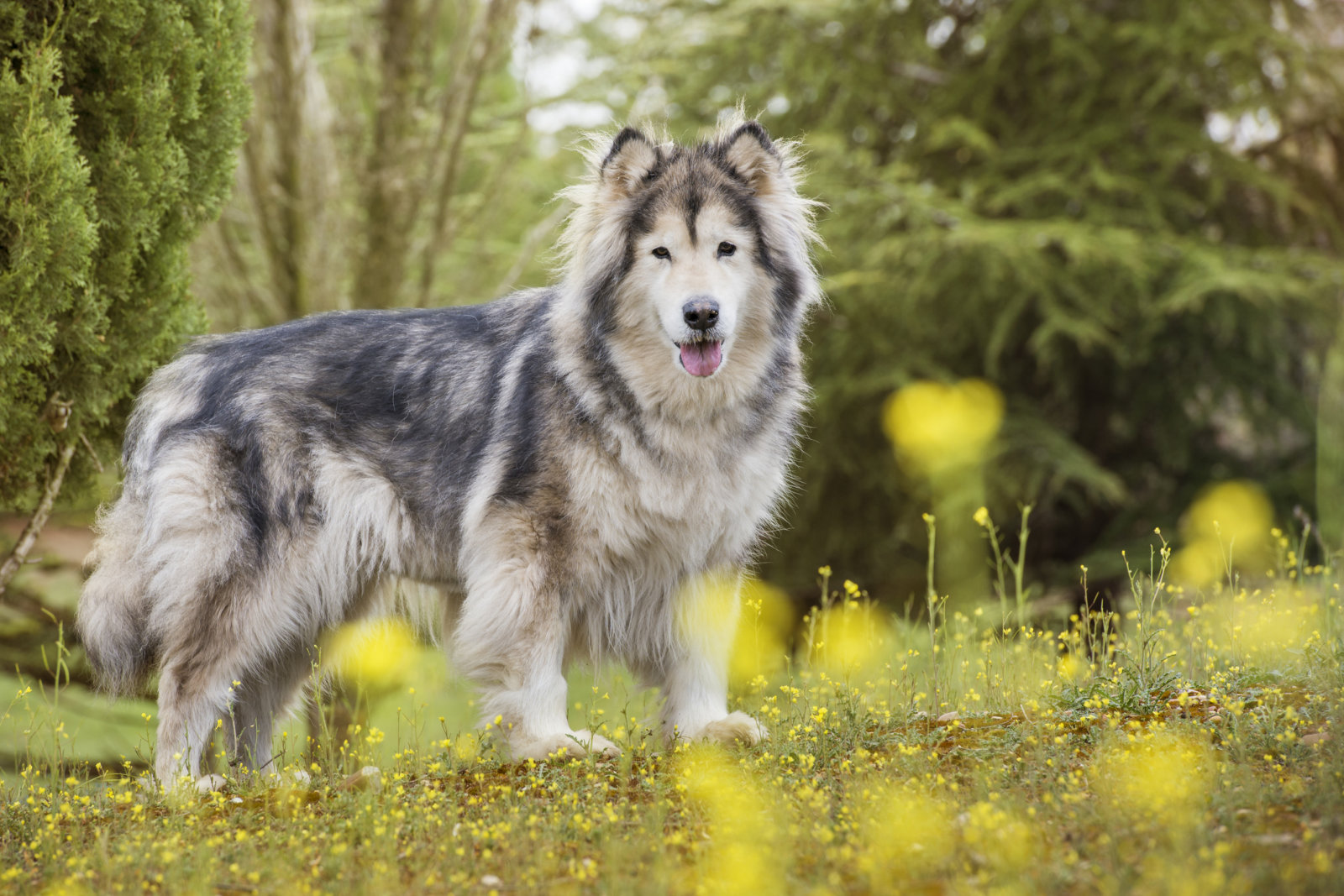 Alaskan Malamute dog in a park surrounded by yellow flowers.