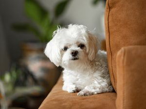 Can Dogs Really Be Hypoallergenic?