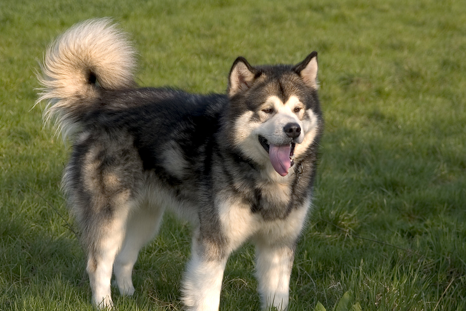 Alaskan Malamute Dog