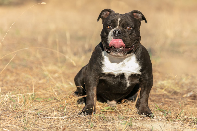 Alapaha Blue Blood Bulldog