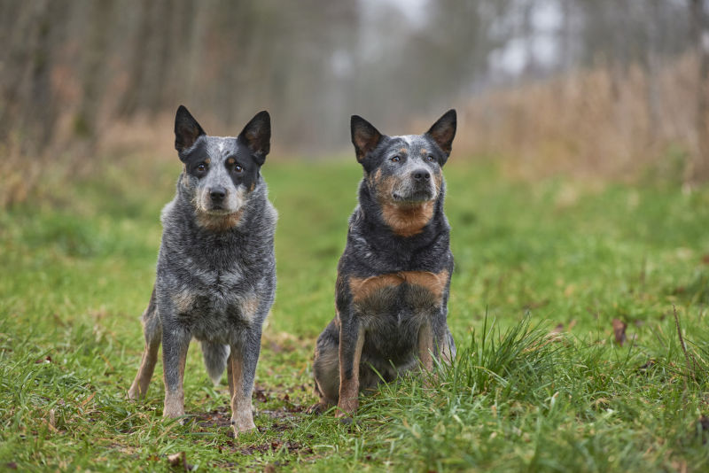 Blue Heeler National Kennel Club