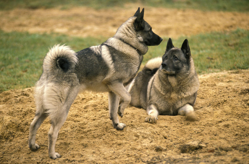 Elkhound