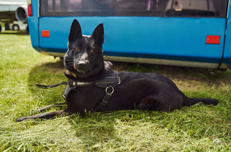Elkhound