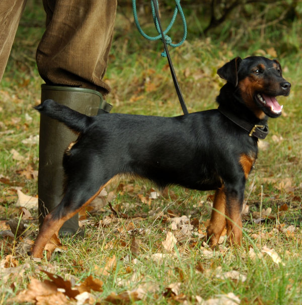 Hunt Terrier