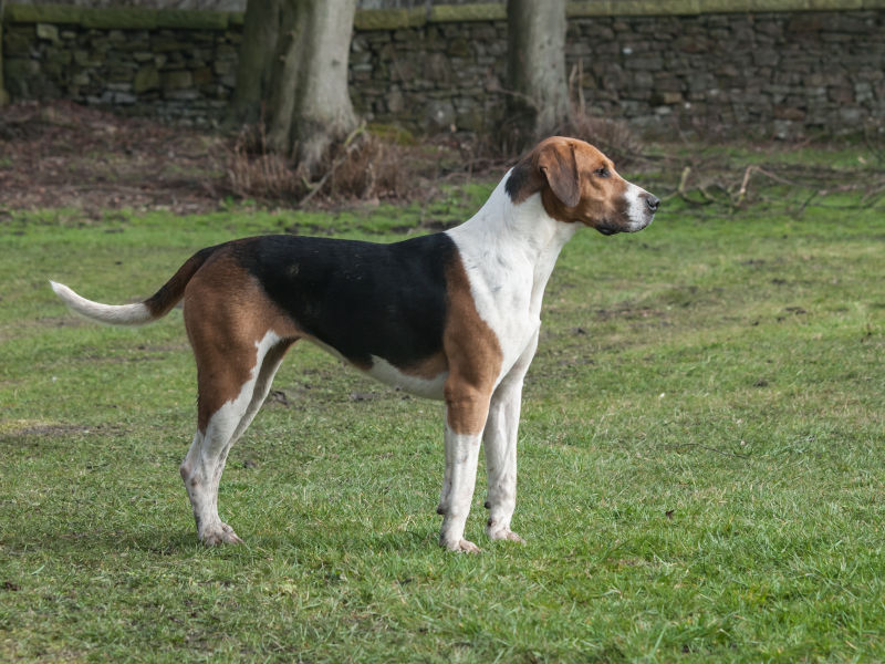 Foxhound