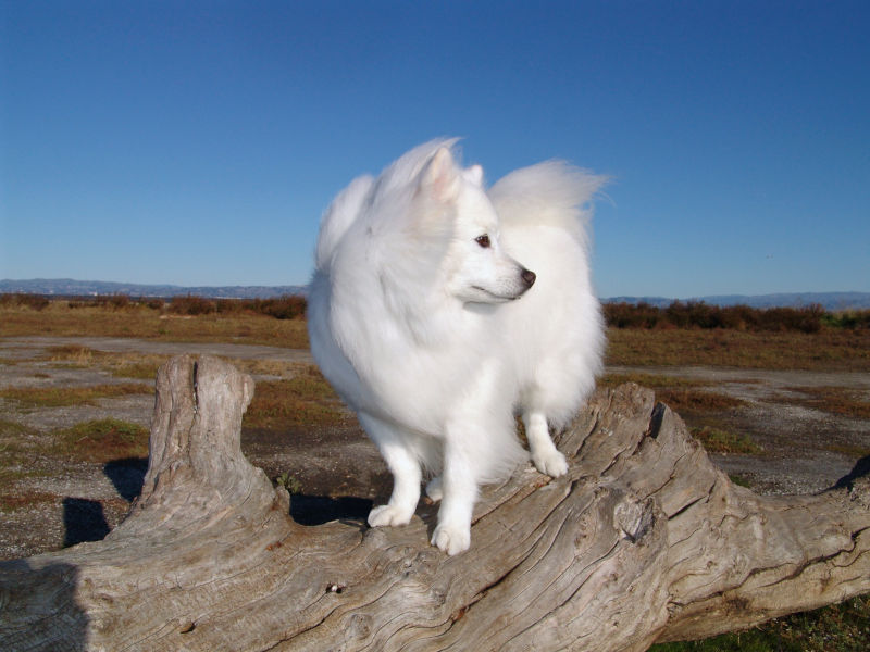 Eskimo Spitz