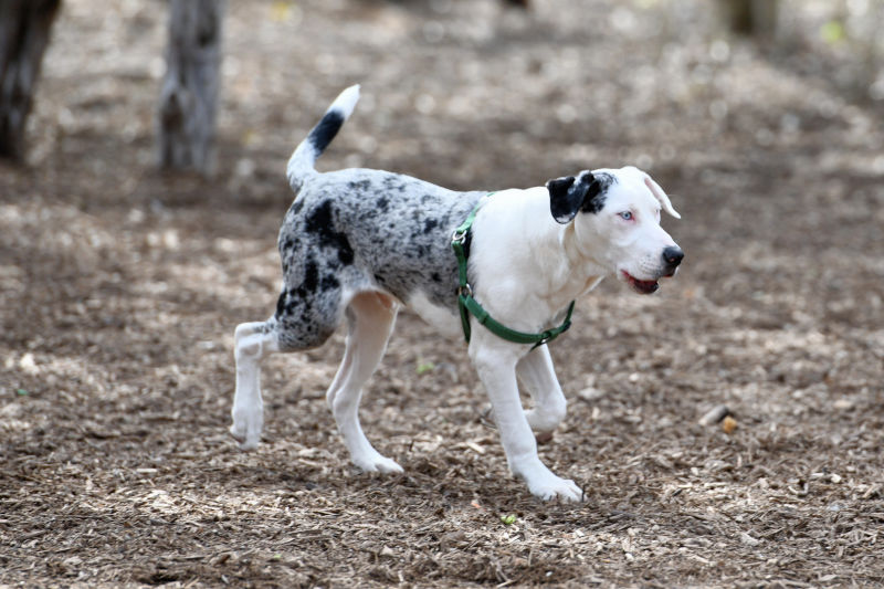 Catahoula