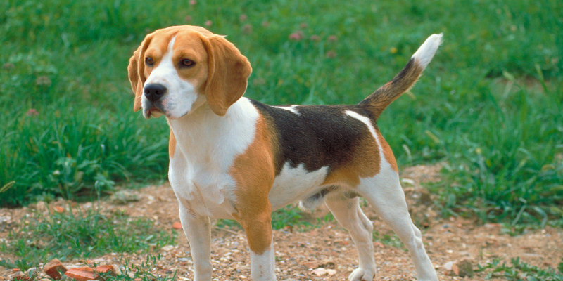 are beagles purebred