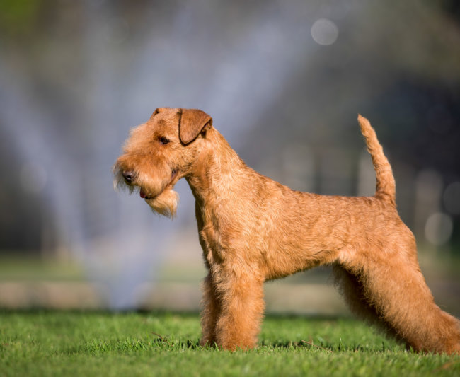 Lakeland Terrier National Kennel Club