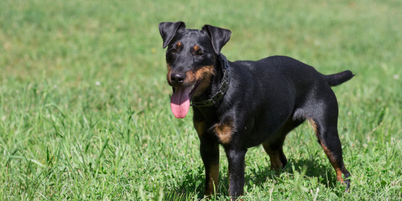 Jagdterrier