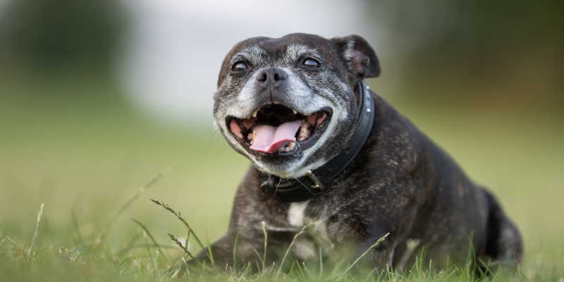 Caring for a Senior Dog: Common Health Concerns to be Aware Of 