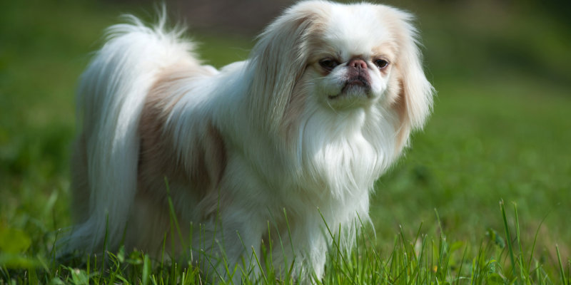 Japanese Chin