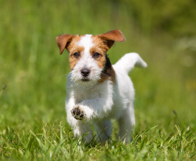jack russell terrier black and white rough coat