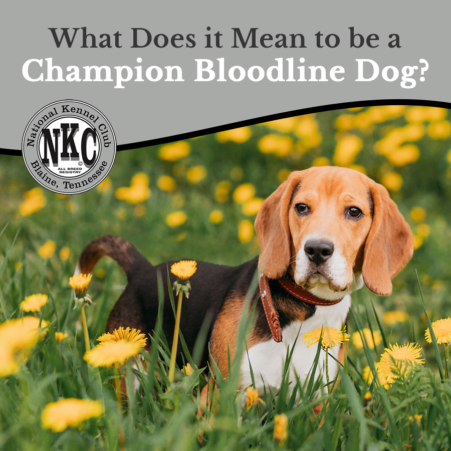 What Does it Mean to be a Champion Bloodline Dog? National Kennel Club