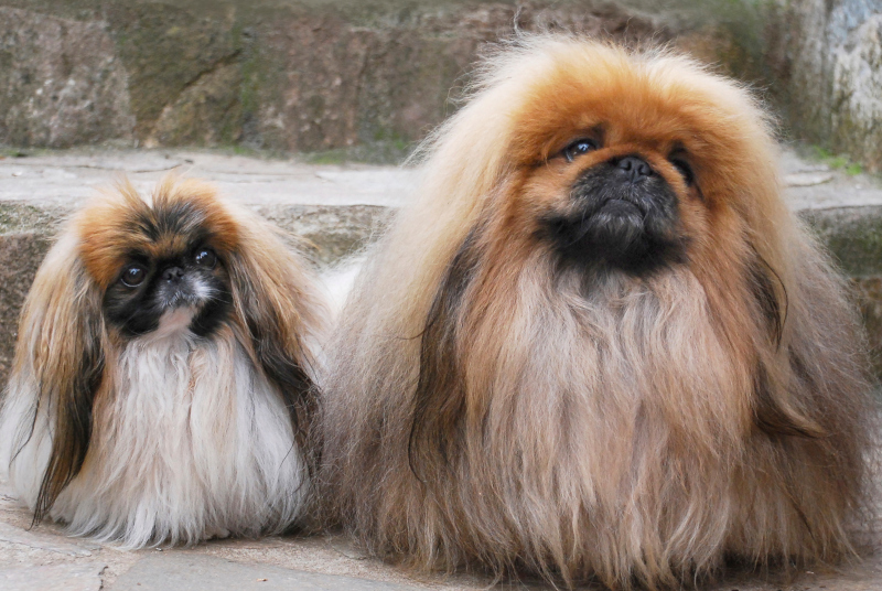 Pekingese