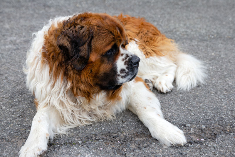 St. Bernard