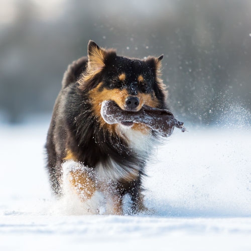 Toy Australian Shepherd