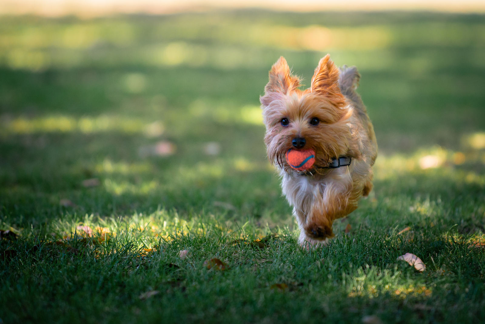 Yorkshire Terrier