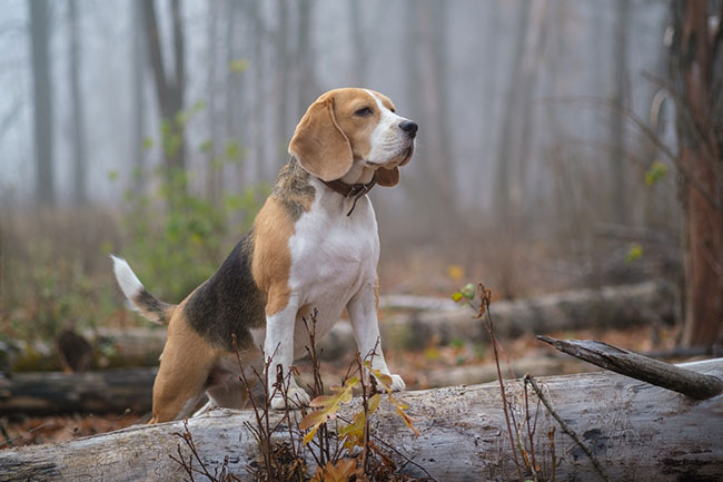 Long fashion hair beagle